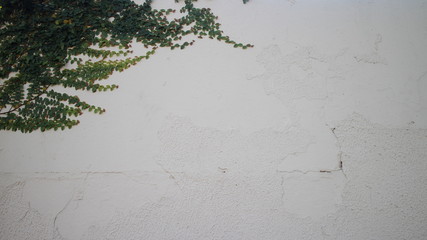 parde branca com folhas verdes na lateral