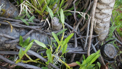 Ra&iacute;zes expostas e folhas com grama ao fundo