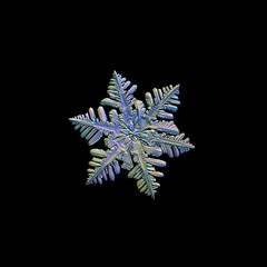 Snowflake isolated on black background. Macro photo of real snow crystal: small stellar dendrite with complex, elegant structure, glossy surface and dense array of side branches on each arm.