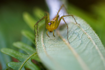 Lynx Spider in Oxyopidae family