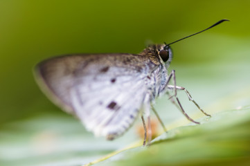 butterfly at the farm