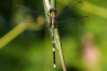close up shot of dragonfly