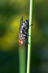 common house fly
