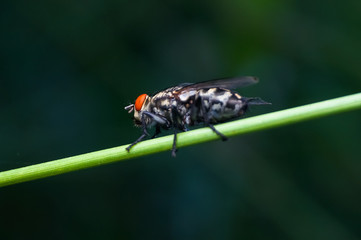 common house fly