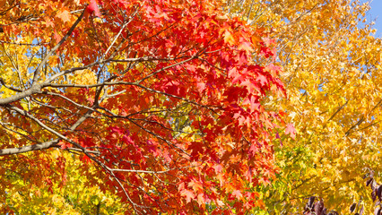 Kaleidoscope of autumn colors in Washington DC near Potomac River. Maple branches of different hues...