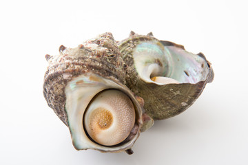 turban shell