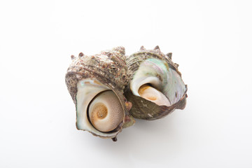 turban shell