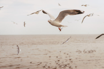 Seagulls flying over the sea and are swimming in the water