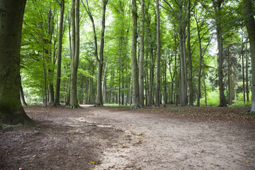Spaziergang in einem lichtdurchflutetem Wald