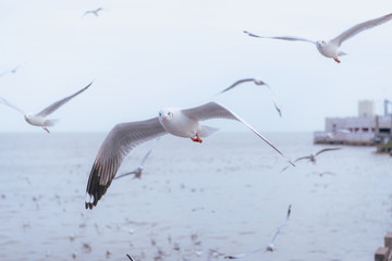 Seagulls flying over the sea and are swimming in the water