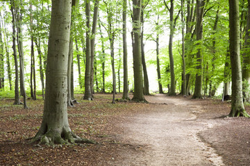 Spaziergang in einem lichtdurchflutetem Wald