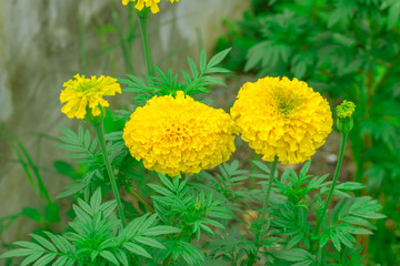 Beautiful marigold flowers in the garden.