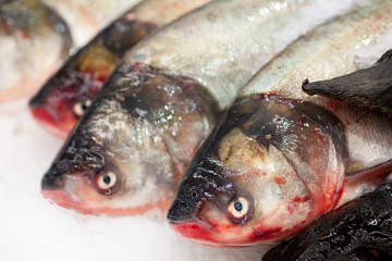 Frozen ice-cold fish rams in the store Frozen fish. Freshfish market. Gilt-head bream. Sea bream fish on ice. Fresh fish on ice for sale at market.