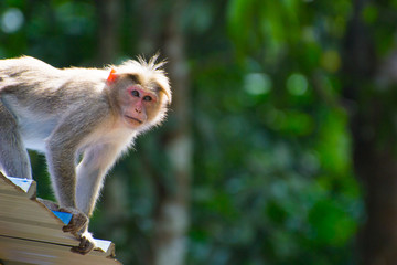 Monkey aiming to steel food