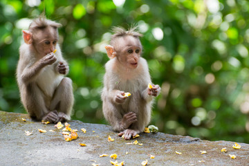 Cute monkey baby eating fruits