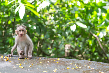 Cute monkey baby