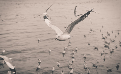 Seagulls flying over the sea and are swimming in the water