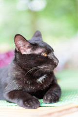 Portrait of black cat looking something, cute animal and pet