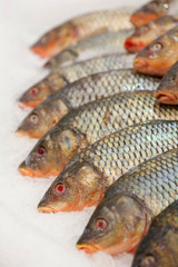 Frozen ice-cold fish rams in the store Frozen fish. Freshfish market. Gilt-head bream. Sea bream fish on ice. Fresh fish on ice for sale at market.