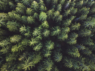 pine forest aerial shot, top view of green trees from drone, beautiful landscape