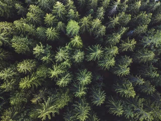Light filtering roller blinds Aerial photo pine forest aerial shot, top view of green trees from drone, beautiful landscape