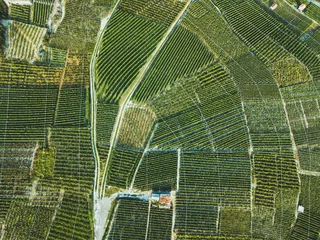 Foto op Plexiglas luchtfoto van het landschap van groene velden vanaf drone, prachtige wijngaarden, wijndruivenlandbouw © Song_about_summer