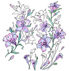 Watercolor painting with the outline. Flowers purple lilies on a white background.