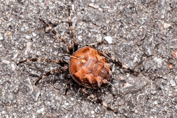 Spinne mit großen Hinterleib