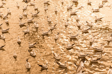 Seagulls flying over a soaring over the sea and are swimming in the water
in sunset at Bangpu Samut Prakan,Thailand