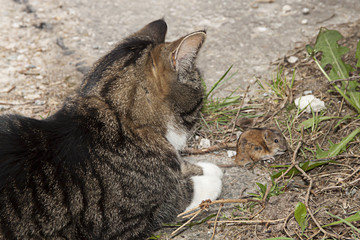 Katze mit Maus