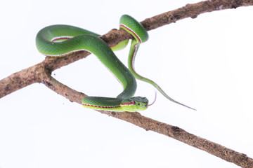 Green pit viper bites on white background ,Snake of Thailand