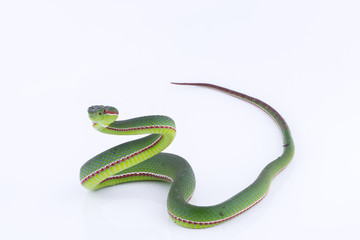 Green pit viper bites on white background ,Snake of Thailand