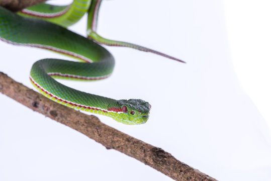 Green pit viper bites on white background ,Snake of Thailand