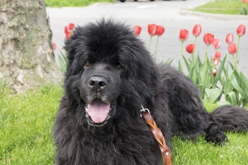Fototapeta premium Newfie in the Tulip[s