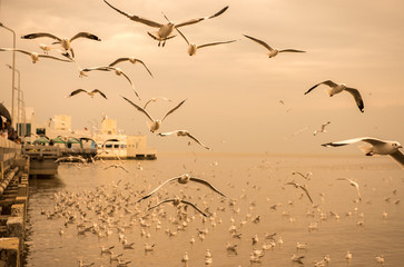 Seagulls flying over a soaring over the sea and are swimming in the water
in sunset at Bangpu Samut Prakan,Thailand