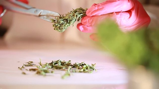 laboratory hands in gloves with scissors cut cannabis for analysis