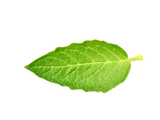 Fototapeta na wymiar Fresh, green leaf cucumber, horizontal position. Cut out, isolated on white background. Ready for use in your collages and design. Macro, close up view.