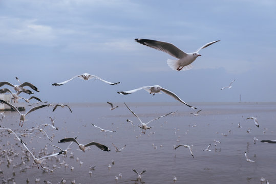 Seagulls flying over the sea and are swimming in the water