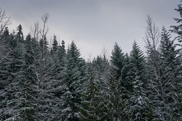 Snow covered trees  on mountain slope