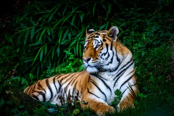 Photo sur Plexiglas Tigre tigre de l& 39 Amour au repos