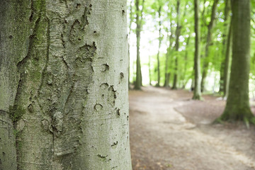Macro von Baumrinde eines Baumes im Wald