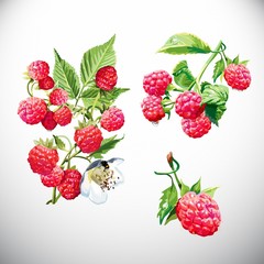 Berry, raspberry