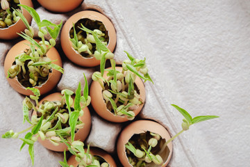 seedling plants in eggshells, eco gardening,  montessori, education, reuse concept