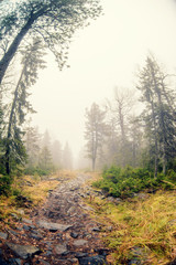 Obraz premium Autumn mist over river and forest - Beautiful fall landscape with a river going through stones, surrounded by forests in autumn colors and shrouded by a mystical mist.