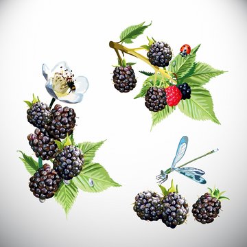 Berry, blackberries