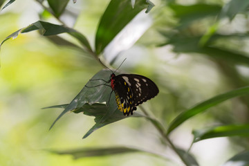 Schmetterling - Blattspaziergang