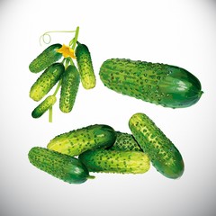 Cucumber
