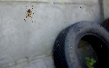 Pająk, pajęczyna w rogu podwórka razem z użytą oponą i szarym murem - zamieszkać w slamsie