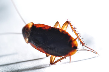 Macro close up cockroach on white background isolated for overlay design or text advertising
