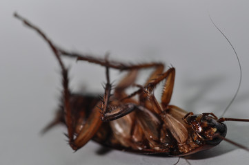 Macro close up cockroach on white background isolated for overlay design or text advertising